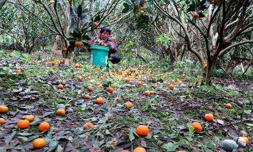 农民版烂苹果一个苹果腐烂的全过程-第2张图片-太平洋在线下载